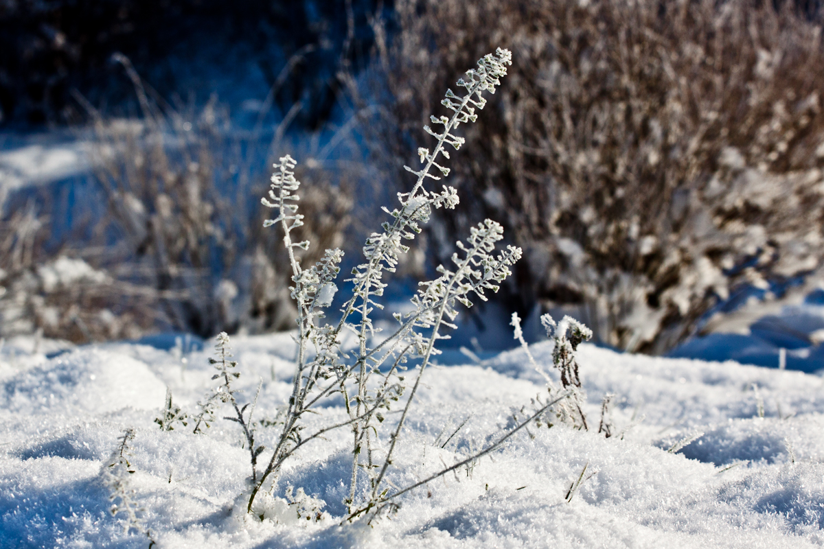 Schnee